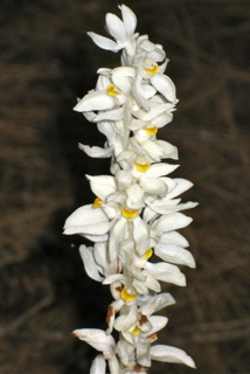 phantomorchid