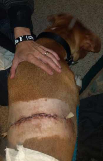 021012stabbeddog