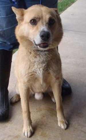 13shepherdcollie