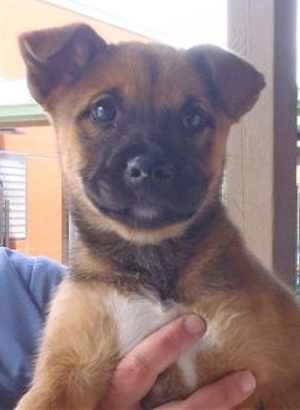 6shepmixpup