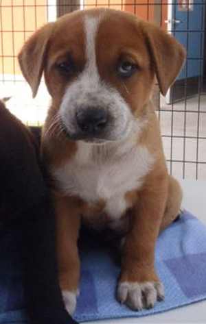 8alabheelermix