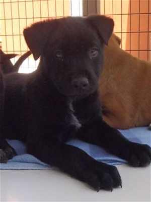 8dlabheeler