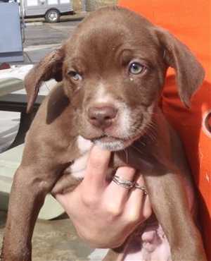 3cspringerpup