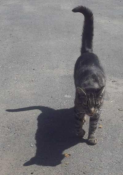 communitycat