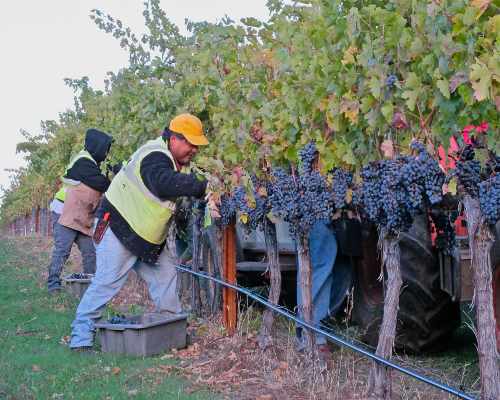 2012harvestpicking
