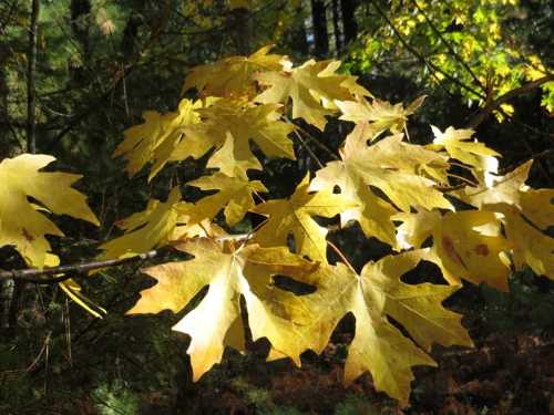 bigleafmaple