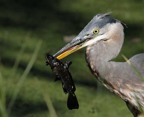 greatblueheronfish