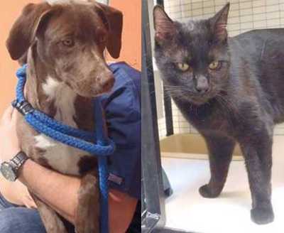 040213catanddog
