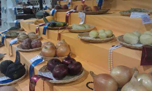 Award-winning, locally grown fruits and vegetables on display at the Lake County Fair in Lakeport, Calif., on Thursday, August 29, 2013. Photo by Elizabeth Larson. 082913fruitandveg