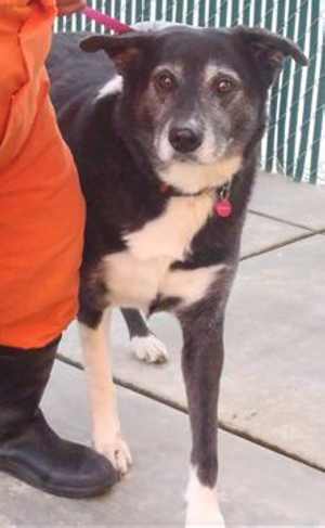 “Sasha” is a 10 year old border collie mix in kennel No. 12, ID No. 35388. Photo courtesy of Lake County Animal Care and Control. 12sashadog