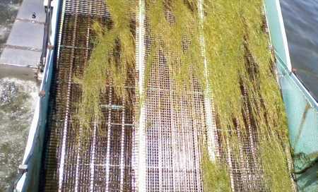 061313weedharvest2