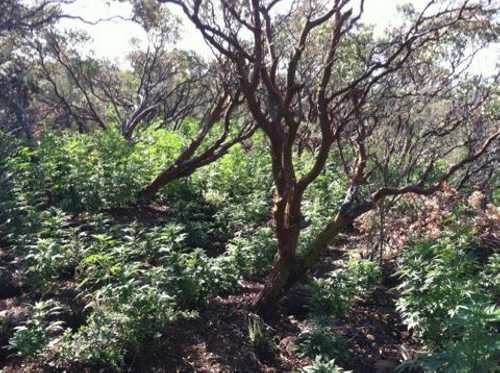 070313indianspringsgrow