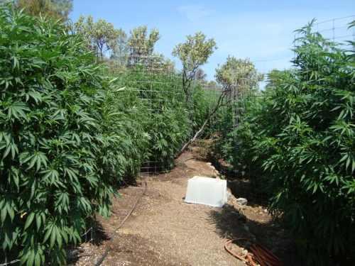 072913potgrow1