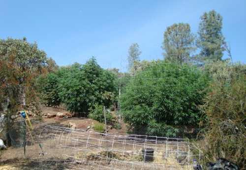 072913potgrow2