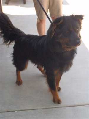 This 1-year-old male chow chow mix is in kennel No. 12, ID No. 36925. Photo courtesy of Lake County Animal Care and Control. 12chowchow