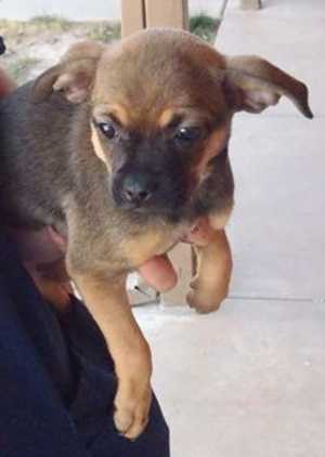 This 11-week-old female pug mix puppy is in kennel No. 19b, ID No. 36962. Photo courtesy of Lake County Animal Care and Control. 19bpugpup