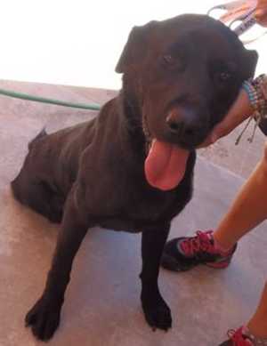 This 1-year-old male Labrador Retriever mix is in kennel No. 5, ID No. 37105. Photo courtesy of Lake County Animal Care and Control. 5labdog