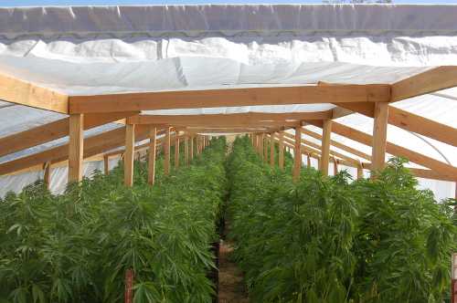 ballettopotgrow