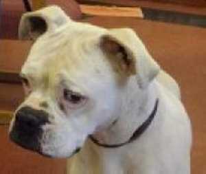 “Sweet Pea” is a boxer available for adoption at SPCA of Clear Lake, 707-279-1400. sweetpeaboxer
