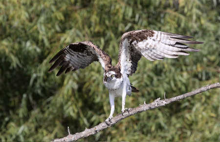 ospreybarnwell