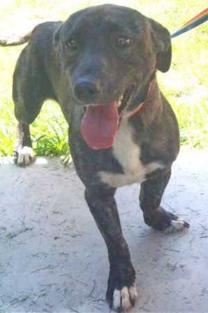 This 4-year-old male basset hound-pit bull terrier mix is in kennel No. 10, ID No. 36262. Photo courtesy of Lake County Animal Care and Control. 10bassetmix