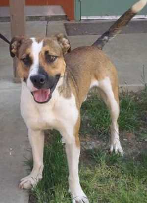 This 2-year-old male pit bull terrier-hound is in kennel No. 11, ID No. 36261. Photo courtesy of Lake County Animal Care and Control. 11pithoundmix