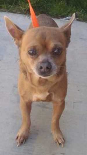 This 7-year-old male Chihuahua mix is in kennel No. 18, ID No. 36150. Photo courtesy of Lake County Animal Care and Control. 18malesmallchi