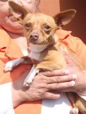 This 2-year-old female Chihuahua mix is in kennel No. 18, ID No. 35907. Photo courtesy of Lake County Animal Care and Control. 18tanchi