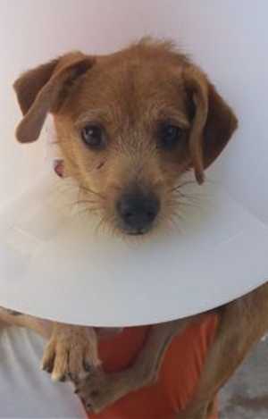 This 7-month-old Chihuahua-wirehaired terrier mix is in kennel No. 3a, ID No. 36211. Photo courtesy of Lake County Animal Care and Control. 3achiterriermix