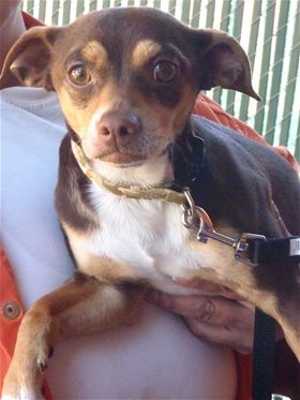 This 1-year-old male Chihuahua-terrier mix is in kennel No. 4, ID No. 36213. Photo courtesy of Lake County Animal Care and Control. 4chiterrier