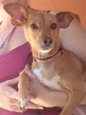 “Percy” is a 9-month-old female Pomeranian-dachshund mix in kennel No. 4, ID No. 36229. Photo courtesy of Lake County Animal Care and Control. 4percypommix