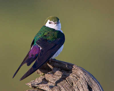 violetgreenswallow