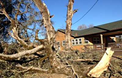 112213landtrusttree