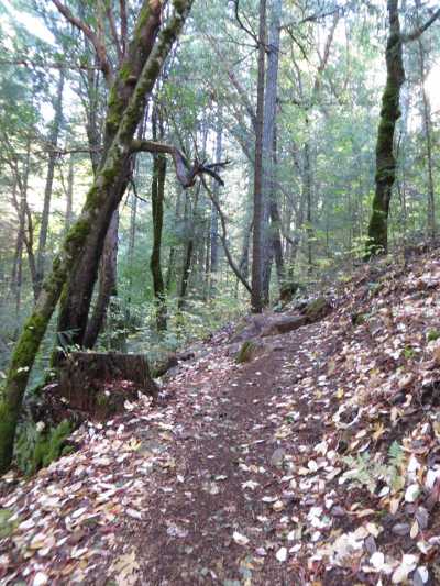 bogginterptrail