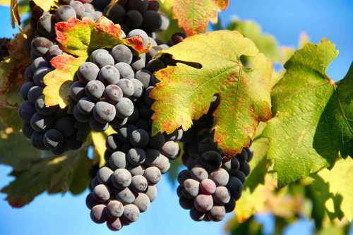 2013redgrapes