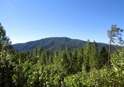 boggsmountain