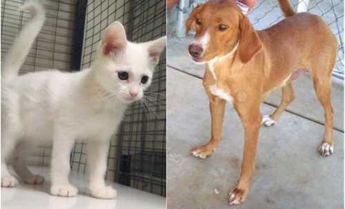 dogandcatadoption