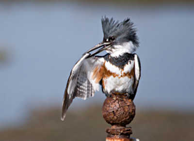 funnybluebird