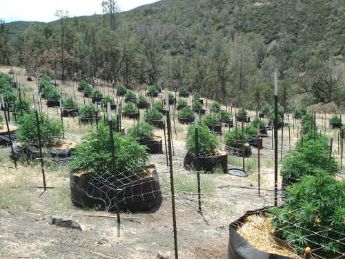 062514potplantseradicaton
