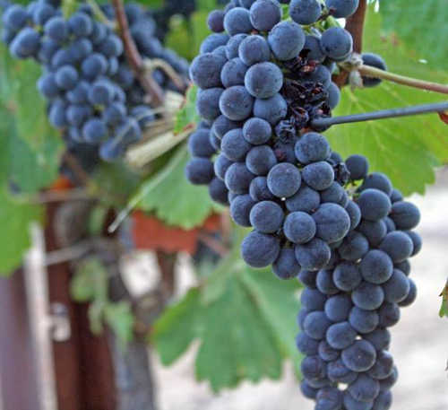 081914sixsigmagrapes