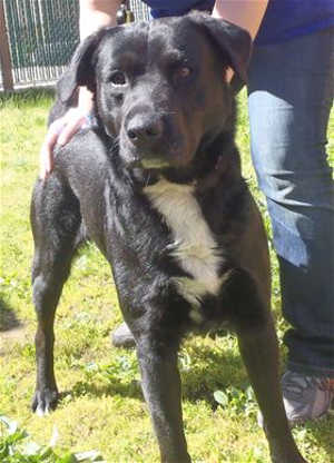 This 2-year-old male Labrador Retriever mix is in kennel No. 10, ID No. 39388. Photo courtesy of Lake County Animal Care and Control. 10labmix