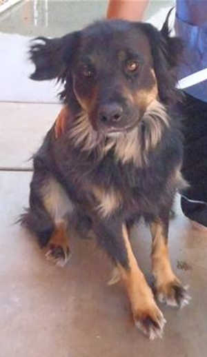 This 4-year-old female Australian Shepherd mix is in kennel No. 13, ID No. 39403. Photo courtesy of Lake County Animal Care and Control. 13aussiemix