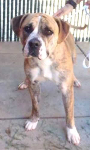 This 1-year-old male American Bulldog-pit bull terrier mix is in kennel No. 14b, ID No. 39391. Photo courtesy of Lake County Animal Care and Control. 14bpitmix