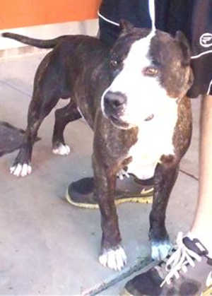 “Magnum” is a 6-year-old pit bull terrier mix in kennel No. 16, ID No. 39326. Photo courtesy of Lake County Animal Care and Control. 16magnum
