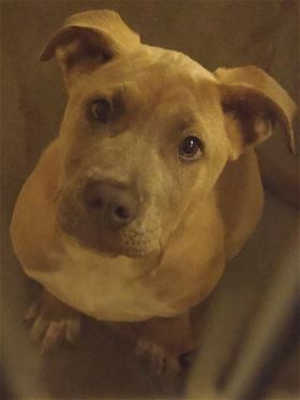 This 14-week-old female pit bull terrier mix is in kennel No. 27, ID No. 39400. Photo courtesy of Lake County Animal Care and Control. 27pitmix