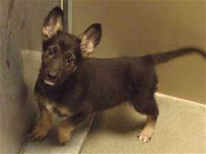 This 14-week-old male German Shepherd mix is in kennel No. 2c, ID No. 39019. Photo courtesy of Lake County Animal Care and Control. 2cshepmix