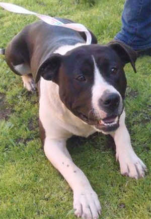 This 1-year-old female pit bull terrier-blue heeler mix is in kennel No. 30b, ID No. 39344. Photo courtesy of Lake County Animal Care and Control. 30bheelermix
