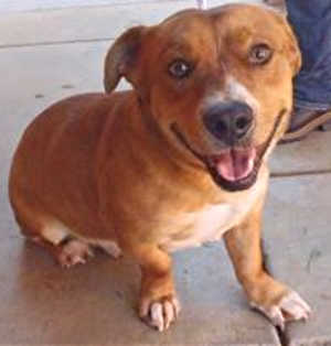 “Buster” is a male corgi-retriever mix in kennel No. 31, ID No. 39304. Photo courtesy of Lake County Animal Care and Control. 31corgimix
