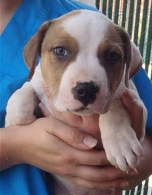 32bpitmixpup