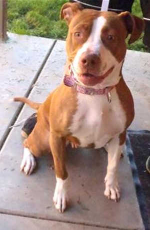 This 10-month-old female pit bull terrier mix is in kennel No. 33, ID No. 39406. Photo courtesy of Lake County Animal Care and Control. 33pitmix